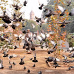 The peaceful flight of a flock of pigeons at the railway station adds a mesmerizing scene to the atmosphere of Lahore
