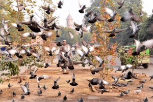 The peaceful flight of a flock of pigeons at the railway station adds a mesmerizing scene to the atmosphere of Lahore