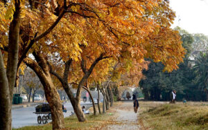 An eye-catching scene of golden-colored leaves on trees lining the roadside in the G-9 area of the federal capital, during the fall season.