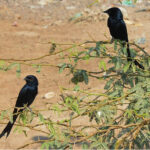 A peaceful moment is captured by lens as the birds rest on a tree branch and their eyes scanning the fields for food on the outskirts of the city