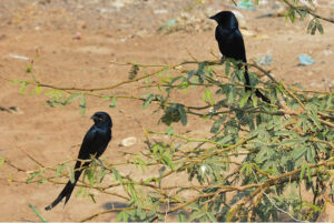A peaceful moment is captured by lens as the birds rest on a tree branch and their eyes scanning the fields for food on the outskirts of the city