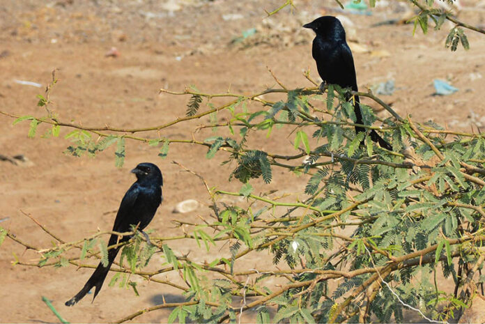 A peaceful moment is captured by lens as the birds rest on a tree branch and their eyes scanning the fields for food on the outskirts of the city