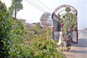 Labourers are busy unloading plants from a truck at local nursery