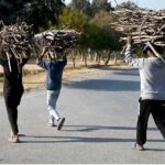 Young boys cross the road on their way home, carrying dry branches of wood for domestic use, especially for cooking and heating in the Federal Capital