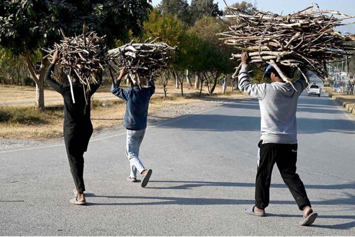 Young boys cross the road on their way home, carrying dry branches of wood for domestic use, especially for cooking and heating in the Federal Capital