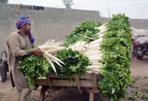 A farmer loads freshly harvested radishes onto his donkey cart, preparing to transport them to the vegetable market.