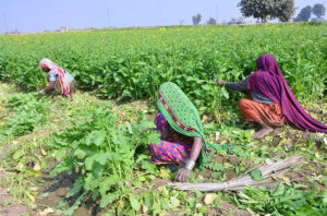 A farmer family sorts high-quality turnips after harvest in the field to deliver to the local market in Hala Naka.