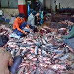Vendors busy cleaning the fishes to attract the customers at wholesale fish market