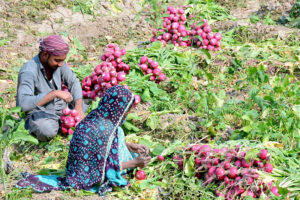 A farmer family sorts high-quality turnips after harvest in the field to deliver to the local market in Hala Naka.