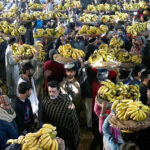 Labourers carrying the baskets of bananas on their head during auction as shopkeepers participating in bidding of fruit (Banana) at fruit market in the Provincial Capital