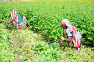 A farmer family sorts high-quality turnips after harvest in the field to deliver to the local market in Hala Naka.