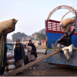 Labourers busy in loading vegetable bags in delivery truck at Sabzi Mandi