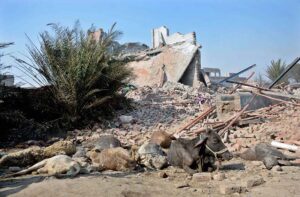 A view of dead livestock at the incident site amidst the debris of destroyed houses after a liquefied petroleum gas (LPG) tanker truck exploded near an industrial area.