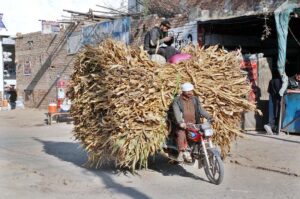 Motorcycle carts overloaded with dried grass make their way to a farmhouse, reflecting the enduring connection between rural labor and farming.