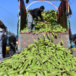 A laborer unloads fresh corn from a delivery truck at the vegetable and fruit market in the Provincial Capital