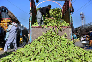 A laborer unloads fresh corn from a delivery truck at the vegetable and fruit market in the Provincial Capital