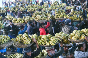 Labourers carrying the baskets of bananas on their head during auction as shopkeepers participating in bidding of fruit (Banana) at fruit market in the Provincial Capital