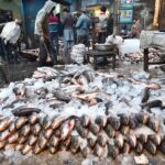 Labourers sort out fishes after their arrival at the Fish Market as large number of people and shopkeepers are buying different kind of fish from wholesalers at the wholesale fish market in the Provincial Capital