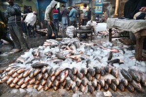 Labourers sort out fishes after their arrival at the Fish Market as large number of people and shopkeepers are buying different kind of fish from wholesalers at the wholesale fish market in the Provincial Capital