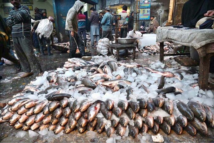 Labourers sort out fishes after their arrival at the Fish Market as large number of people and shopkeepers are buying different kind of fish from wholesalers at the wholesale fish market in the Provincial Capital