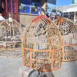 An elderly man skillfully crafts partridge cages for bird lovers at Spiny Road in the city