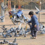 A child feeding pigeons as mercy at Qasim Bagh
