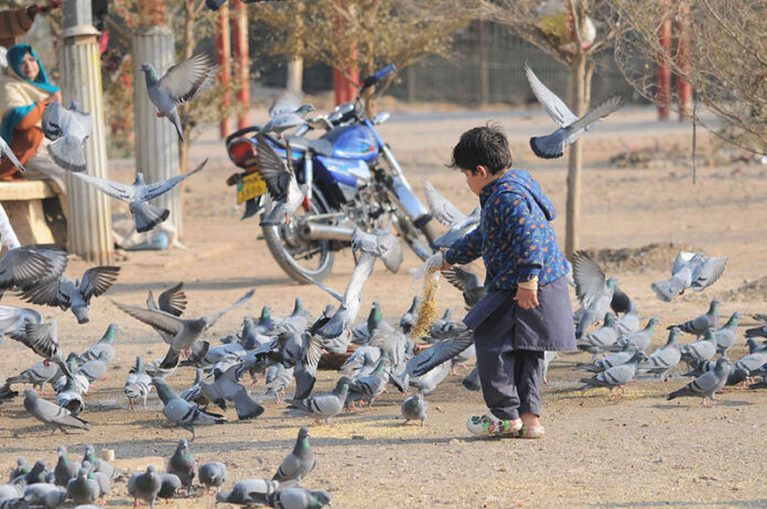 A child feeding pigeons as mercy at Qasim Bagh