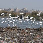 A beautiful view of birds flying on the pond at Jamshoro Road
