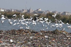 A beautiful view of birds flying on the pond at Jamshoro Road