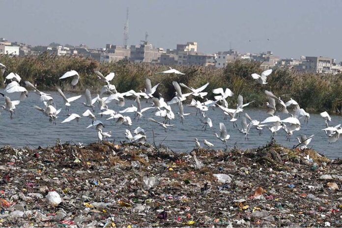 A beautiful view of birds flying on the pond at Jamshoro Road