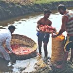 Carrots are being washed away in a pond to sell it in vegetable and fruit market