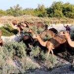 A herd of camels eating green branches of tree at bypass road