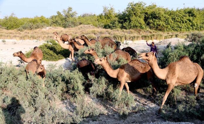A herd of camels eating green branches of tree at bypass road