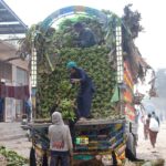 Laborers are busy unloading Banana from the delivery truck