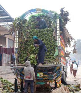Laborers are busy unloading Banana from the delivery truck
