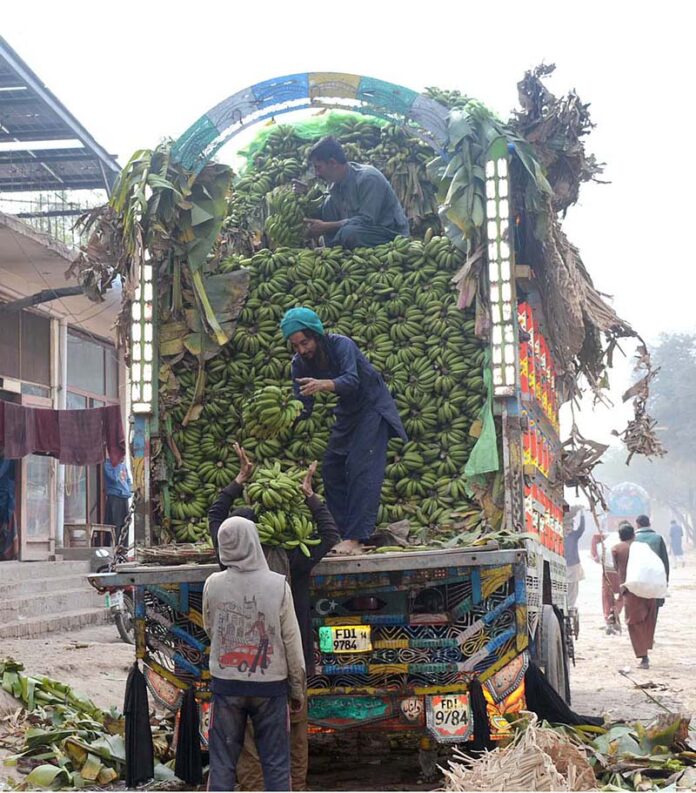 Laborers are busy unloading Banana from the delivery truck