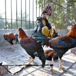 A roadside vendor displaying roosters to attract the customers at Qasimabad Road
