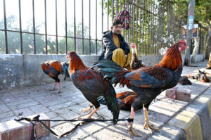 A roadside vendor displaying roosters to attract the customers at Qasimabad Road