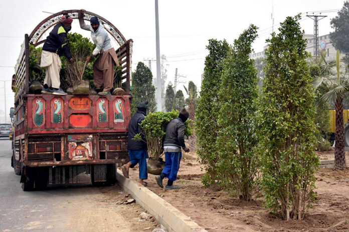 PHA staffers loading plant pots on delivery truck in the Provincial Capital