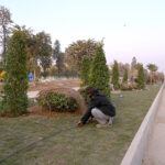 CDA workers plant saplings on the green belt at the Serena Chowk Underpass construction site, nearing completion and set to open for traffic soon in the Federal Capital