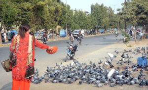 A transgender individual scatters seeds and grains to feed pigeons along the roadside..