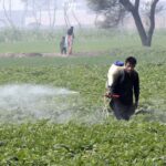 Farmer is busy spraying pesticides on the crops to protect them from insects in his field
