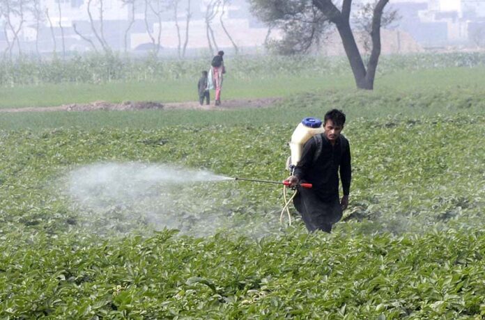 Farmer is busy spraying pesticides on the crops to protect them from insects in his field