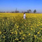 A farmer inspecting mustard field before harvesting on Lahore Road