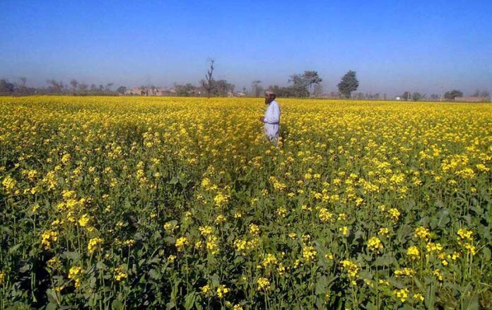 A farmer inspecting mustard field before harvesting on Lahore Road