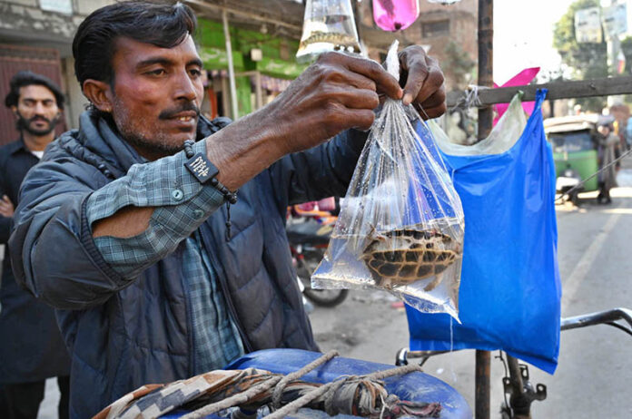 A street vendor selling tortoise on his bicycle to attract customers on the roadside at Garhi Shahu