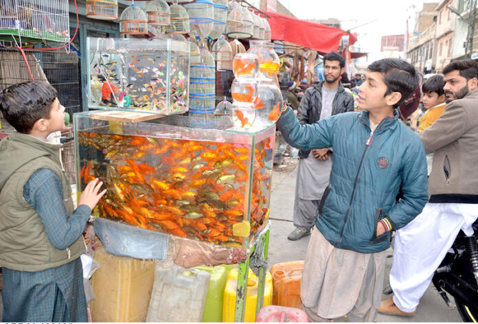 A young boy shows interest in buying fish as pets at Bird Market, in the city