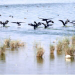 A beautiful view of birds flying on the pond at Jamshoro Road