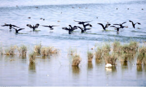 A beautiful view of birds flying on the pond at Jamshoro Road