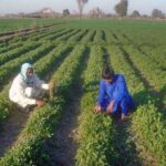 Farmers Carefully inspecting the field along Faisalabad Road